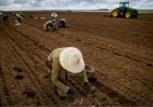 Governo atrasa R$ 141 milhões do Seguro Rural e aumenta preocupação no campo com próxima safra