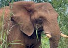 No Dia Mundial do Elefante, conheça as 6 gigantes que vivem em santuário de MT