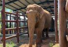 Elefante Sandro Adapta-se à Nova Rotina no Santuário de Chapada dos Guimarães
