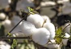 Mato Grosso Avança na Transição de Safras com Plantio de Soja e Beneficiamento de Algodão
