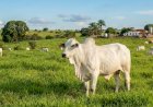 Morte do Touro Nelore Cifrão FVC, Avaliado em Quase R$ 2 Milhões, Impacta a Genética Bovina no Brasil
