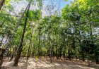 Av. Beira Rio ganha 200 mudas no início do novo plano de arborização de Cuiabá