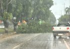 Temporal deixou 19 mil pontos de energia sem luz em Alta Floresta, diz prefeitura