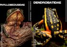 Estudo da UFMT Identifica 50 Espécies de Anfíbios no Parque Estadual do Xingu