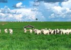 Aumento dos Custos na Criação de Gado em Mato Grosso Impacta Pecuaristas