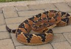 Bombeiros de Alta Floresta Capturam Serpente Peçonhenta de Quase 2 Metros