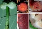 Pesquisadores descobrem 4 novas espécies de cogumelos coloridos em parque do Nortão