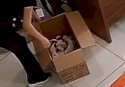 Sinop: APAMS relata abandono de 7 filhotes em caixa e cobra responsabilidade dos tutores