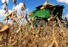 Aumento do Diesel Impacta Custos de Produção e Transporte da Soja em Mato Grosso