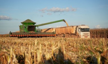 Mato Grosso se aproxima de recorde histórico na colheita de milho com 99� safra finalizada