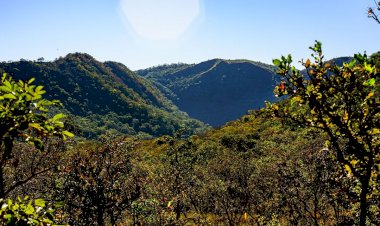 Cocalinho (MT) Lidera Recuperação de Vegetação no Cerrado, Segundo MapBiomas
