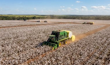 Mato Grosso encerra colheita de algodão da safra 2026 com produtividade média de 322 arrobas por hectare