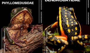 De sapo à cecília: estudo de aluno da UFMT registra 50 tipos de anfíbios no Parque Estadual do Xingu