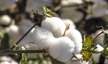 Mato Grosso Avança na Transição de Safras com Plantio de Soja e Beneficiamento de Algodão