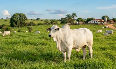 Morte do Touro Nelore Cifrão FVC, Avaliado em Quase R$ 2 Milhões, Impacta a Genética Bovina no Brasil