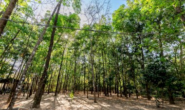 Av. Beira Rio ganha 200 mudas no início do novo plano de arborização de Cuiabá