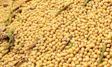 Preço da Soja em Mato Grosso Alcança Nível Recorde em Dois Anos