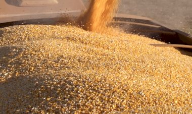 Preço do Milho em Mato Grosso Atinge R$ 49,22 por Saca