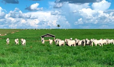 Arroba do Boi Gordo em Mato Grosso Registra Alta de 1,5% na Segunda Quinzena de Setembro