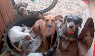 Lucas do Rio Verde Destina Área de 306,88 m² para Proteção Animal por 10 Anos