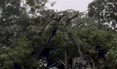 Vendaval causa danos em Colíder e afeta fauna local