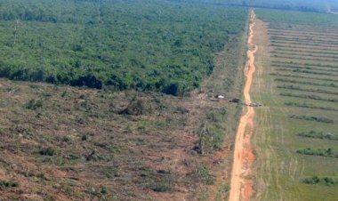 Mato Grosso Tem Queda de 46,7% no Desmatamento da Amazônia e Leve Redução no Cerrado