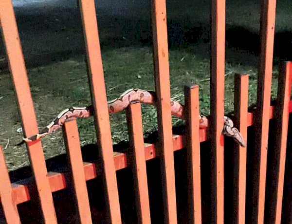 Corpo de Bombeiros Resgata Jiboia em Alta Floresta