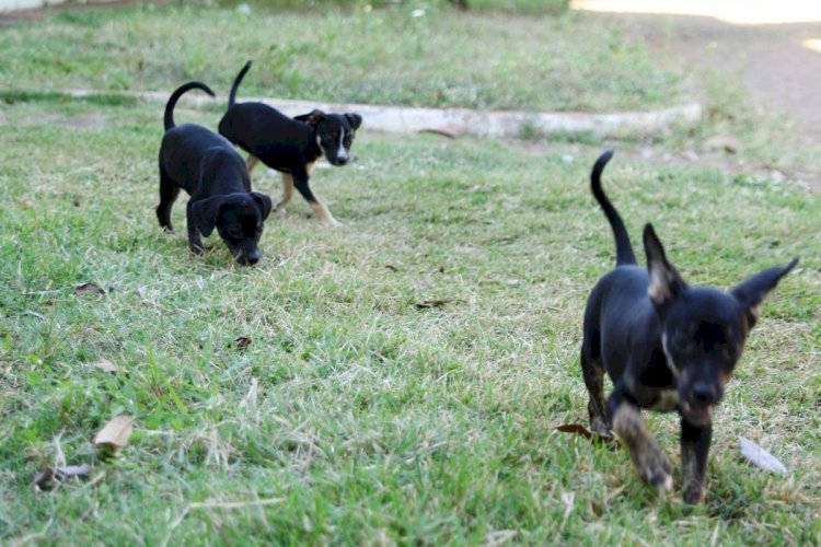 Adoção Responsável: 11 Animais Buscam um Novo Lar em Várzea Grande