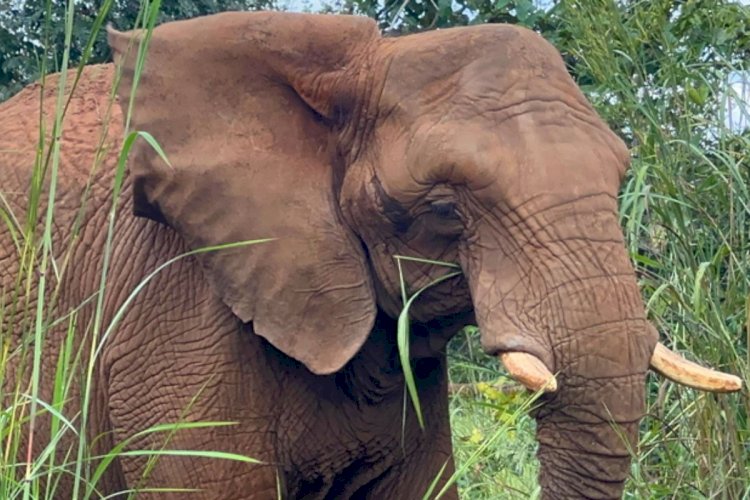 No Dia Mundial do Elefante, conheça as 6 gigantes que vivem em santuário de MT