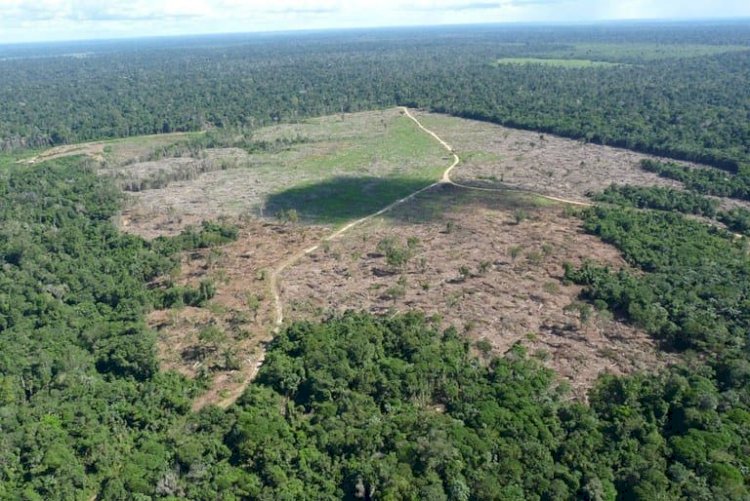 Fazendeiro é Sentenciado a Recuperar Área Desmatada em Terra Indígena no Mato Grosso