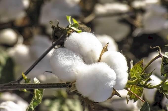 Mato Grosso Avança na Transição de Safras com Plantio de Soja e Beneficiamento de Algodão