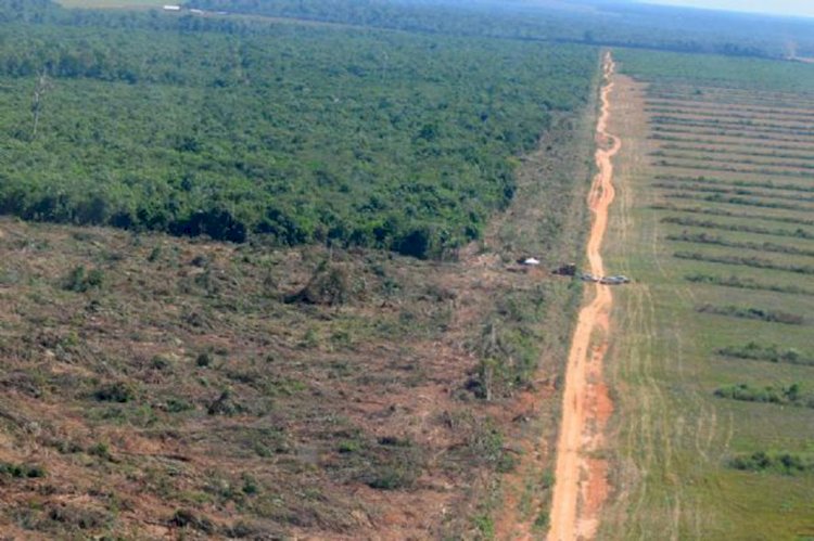 Mato Grosso Tem Queda de 46,7% no Desmatamento da Amazônia e Leve Redução no Cerrado