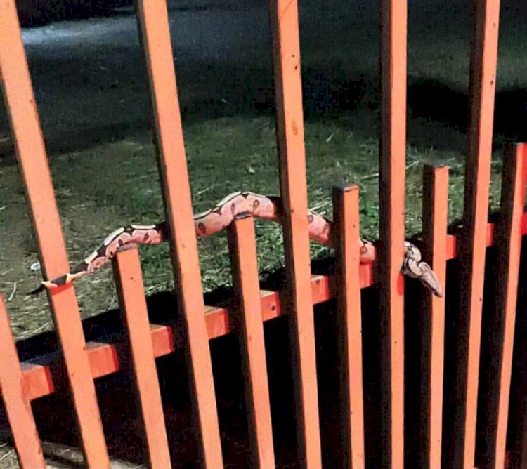 Corpo de Bombeiros Resgata Jiboia em Alta Floresta