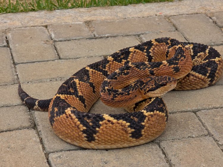 Bombeiros de Alta Floresta Capturam Serpente Peçonhenta de Quase 2 Metros