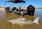 Grupo pesca piraíba de mais de dois metros no Rio Araguaia
