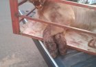Onça-parda resgatada em Campinápolis é levada à Goiânia