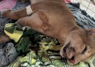 Onça-parda resgatada em Campinápolis é sacrificada pelo Ibama em Goiânia