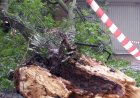 Temporal derruba árvores em Novo São Joaquim