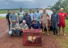 Sucuri de 5 metros é capturada em área rural de município na região Araguaia