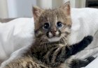 Filhote de gato selvagem é resgatado em lavoura na região do Araguaia e recebe tratamento médico