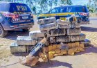 Cão farejador auxilia na apreensão de carga milionária de supermaconha