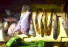 Operação apreende material predatório, pescado e arma de fogo no Rio das Mortes