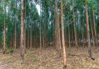 Mato Grosso vai investir R$ 2,8 milhões em pesquisas de manejo e conservação de florestas