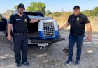 Polícia Civil resgata filhote de onça-pintada em propriedade rural de Barra do Garças