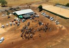 Sindicato Rural de Campinápolis realiza 1ª Cavalgada Outubro Rosa; vídeo