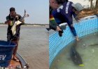 Projeto de reprodução de peixes em cativeiro ajuda a repovoar o Araguaia
