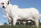 Vaca Nelore Donna bate recorde mundial e é valorizada em R$ 54 milhões