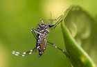 Campinápolis decreta alerta por alta nos casos de dengue