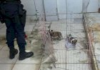 PM resgata filhotes sem água e comida e autua tutores em Barra do Garças