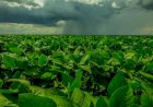 El Niño acende alerta para plantio da safra 2026/27 em Mato Grosso
